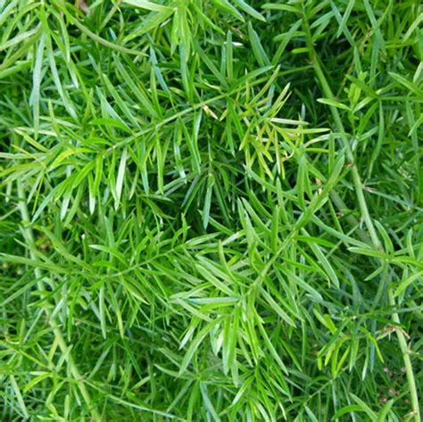Sprengeri Asparagus (Sprenger's Asparagus Fern) – Southern Idaho ...