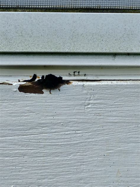 What in the heck is this : r/whatsthisplant