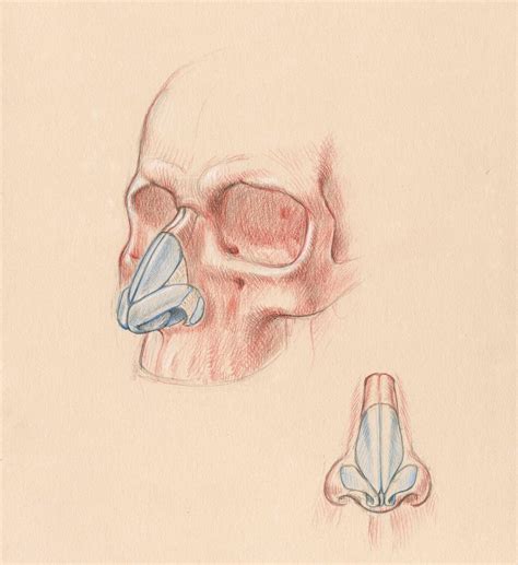 The various cartilage segments of the nose in front and 3/4 views, from my book "Dynamic Human ...