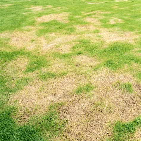 What Does It Mean When You See Yellow Patches at Stephen Gallagher blog