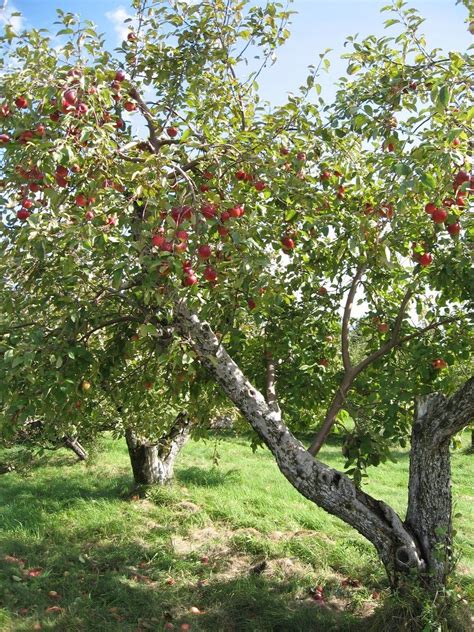 Apple Tree 的图像结果