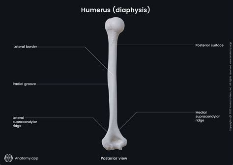 Medial Supracondylar Crest Humerus Of The Humerus Proximal Shaft