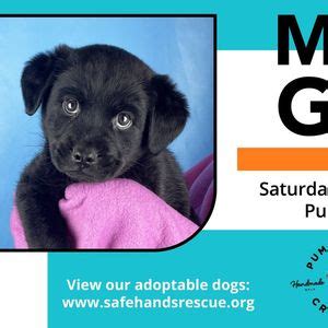 Safe Hands Rescue Meet & Greet at Pumphouse Creamery, Pumphouse ...