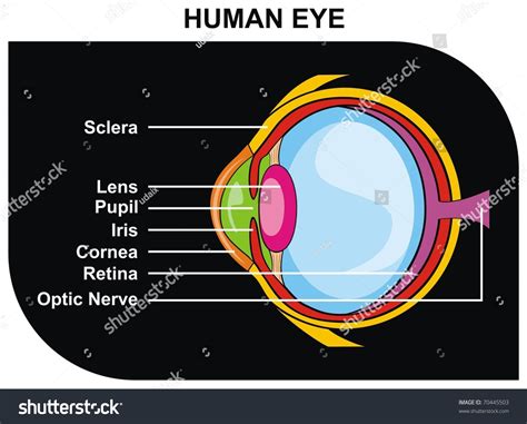 Vector Human Eye Cross Section Including Stock Vector 70445503 ...