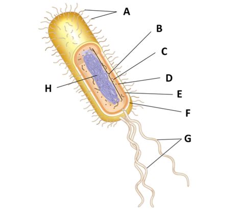 Image result for Prokaryote Structure