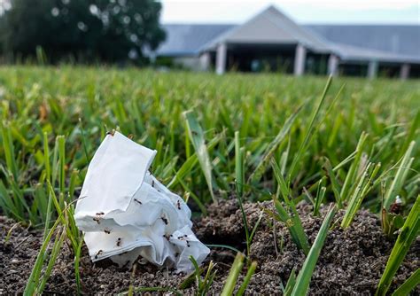 Fire ants spread like wildfire in Florida's warming, wetter climate