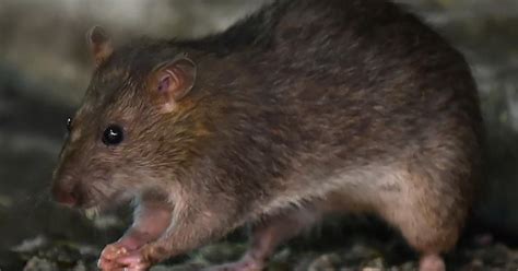 First case of rat hepatitis in humans recorded in Hong Kong - IBTimes India