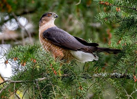 Cooper's Hawk Calls (Learn 3 Common Sounds!) - Bird Watching HQ