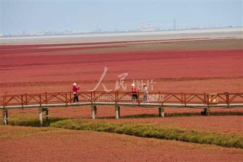 辽宁盘锦：红海滩最“红”时刻-人民图片网