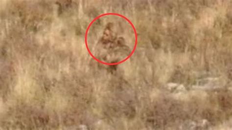 WATCH: Video Showing 'Sasquatch' Walking In Remote Colorado Makes ...