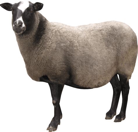sheep PNG image transparent image download, size: 2517x2405px