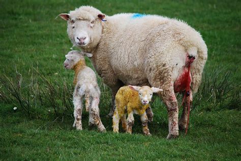 Are Lamb Chops Baby Sheep at Palmer Ellerbee blog