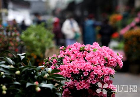 春节将至 春节客厅摆放这些植物财运旺旺 - 装修保障网