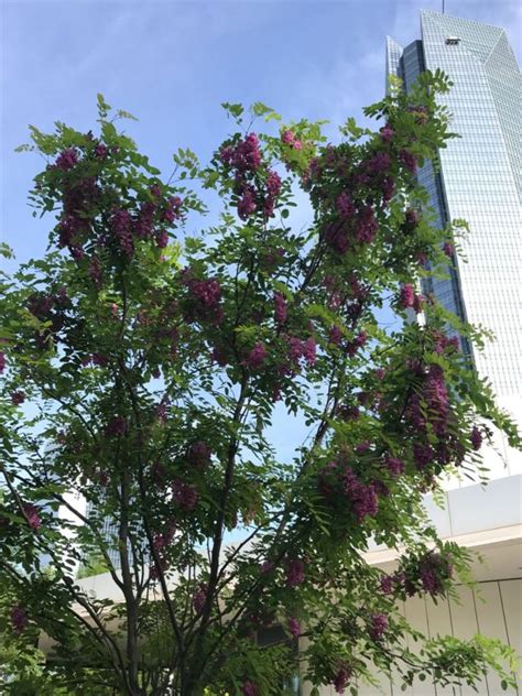 Robinia pseudoacacia 'Purple Robe' - Black Locust | Myriad Botanical ...