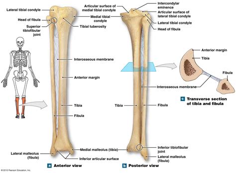 Tibia Fibula Labeled
