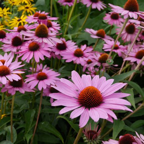 Purple Coneflower Echinacea Purpurea Magnus Garden Flower With Drought ...