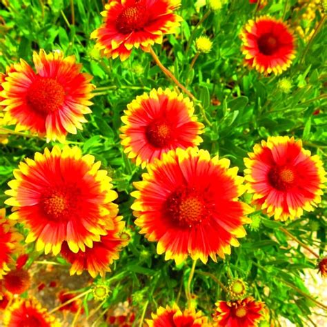 Hardiest Perennial Flowers 6 Established Hardy Perennial Shrub For The