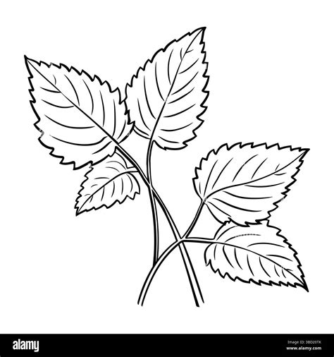 Bunch with Melissa, lemon balm plant in black line isolated on white ...