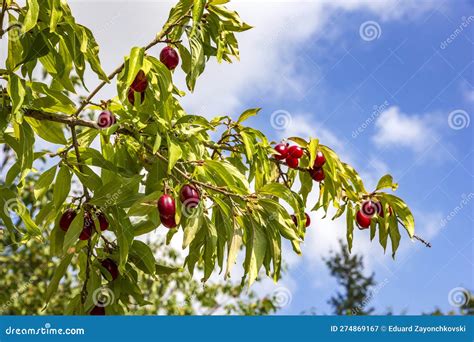 European Cornel or Cornelian Cherry Dogwood Plant with Ripe Red Berries ...