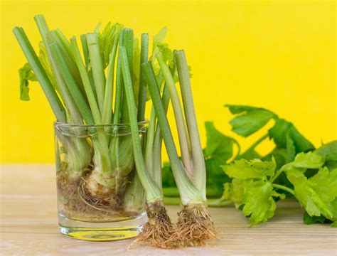 How To Grow Celery From at Sherry Hubbard blog