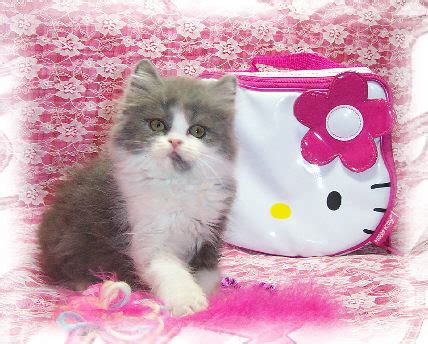 Himalaya und Persisch Kätzchen zum Verkauf angeboten in Berlin | Tiere ...