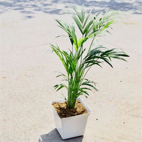 Areca Palm (~ 2 Ft) in 10 Inch watering Plants White Uber Premium ...