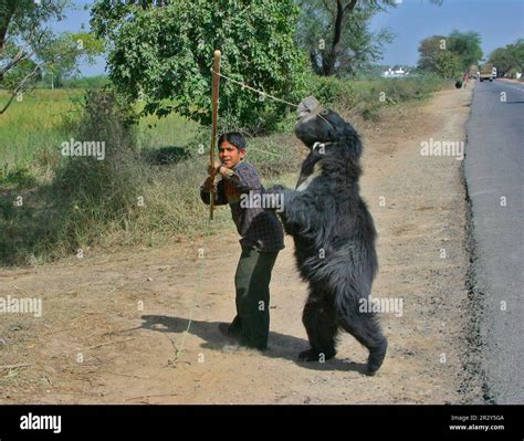 Ursus ursinus, sloth bear, sloth bears (Melursus ursinus), bears, predators, mammals, animals ...