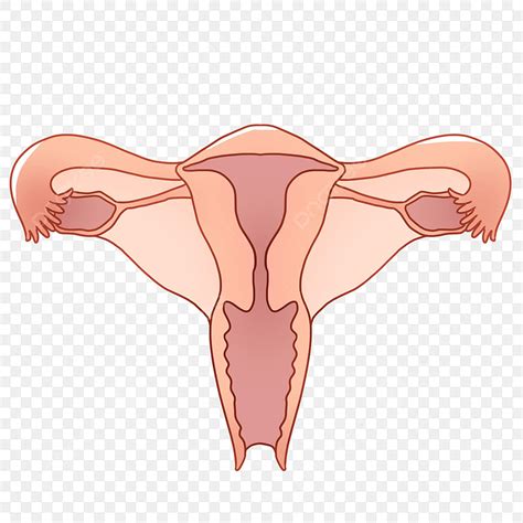 Uterus White Transparent, Female Uterus Organ Illustration, Uterus, Gynecology, Female Uterus ...