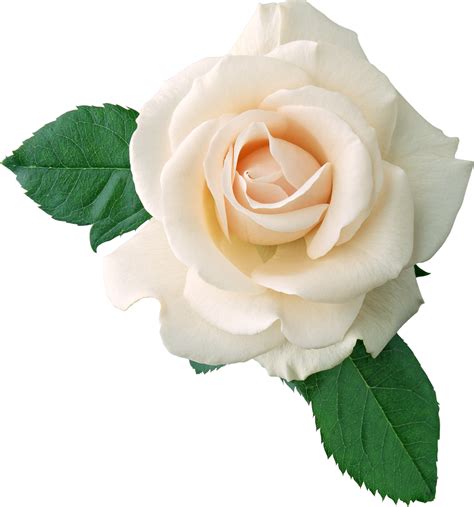 White roses PNG images, free download flower pictures