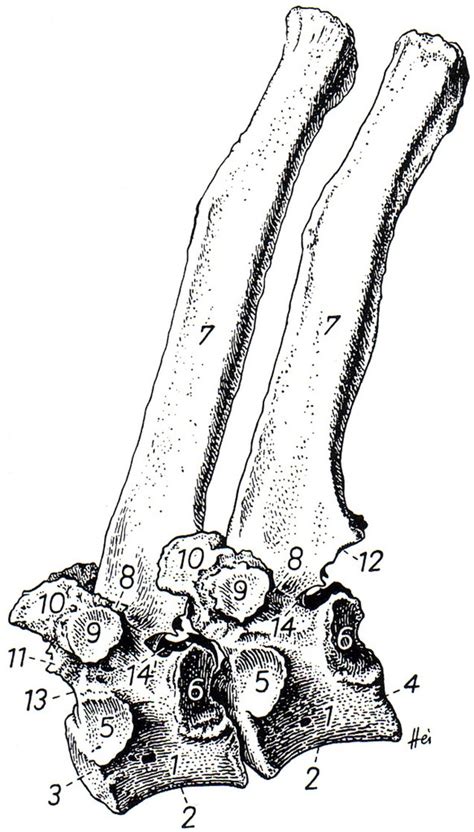 Middle Back 的图像结果