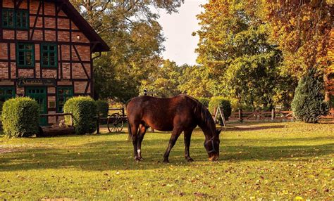 Horse Farm Wallpapers - Top Free Horse Farm Backgrounds - WallpaperAccess
