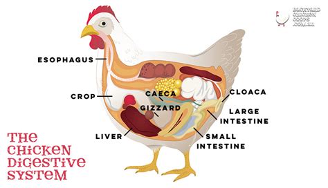 Image result for Chicken Digestive System