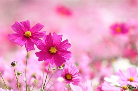 Image result for Pink Exploding Box
