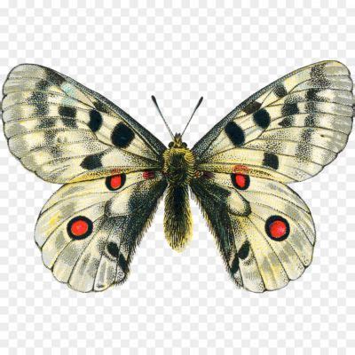 Clip Art Butterfly PNG Pic Background - Pngsource