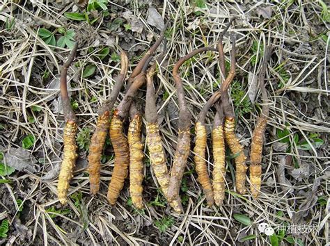 北虫草之殇：我国探索冬虫夏草人工栽培种植过程中的是与非 - 阿里巴巴商友圈