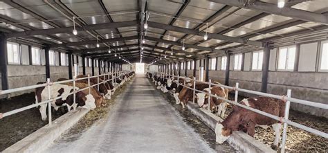 45_东北黄牛养殖场，东北黄牛养殖中心，东北黄牛养殖户_吉林亿达养殖场