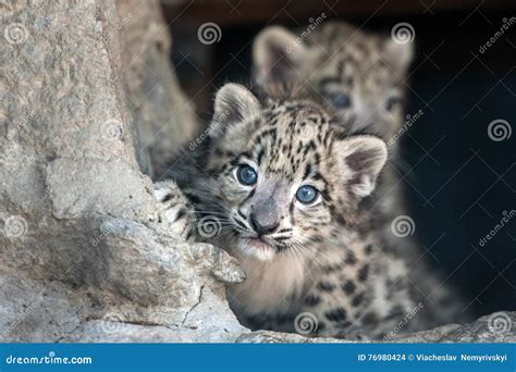 Snow Leopard Baby