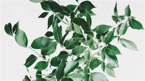 Border Wall Jokes - Worst Jokes Ever