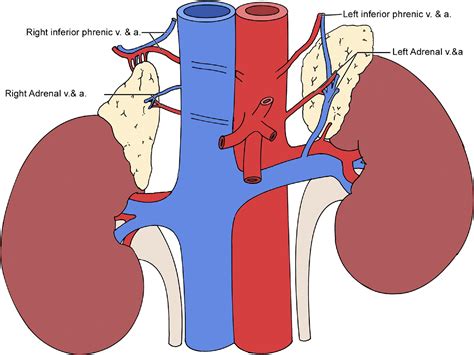 Adrenal Gland Venous Drainage at Jason Lindstrom blog