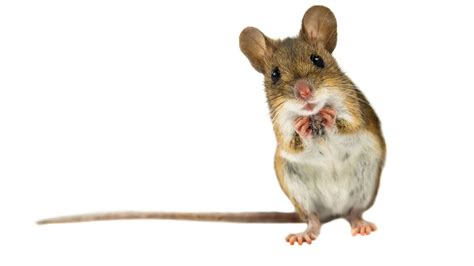 mice会展（mice）_草根大学生活网