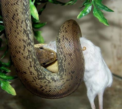 Macklot Python 的图像结果