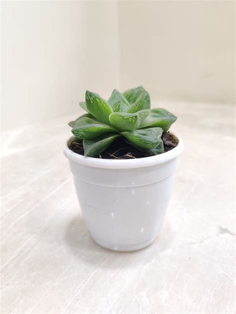 Shop for Haworthia succulent plants online for the best price ...