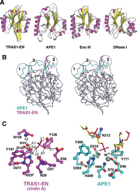 Figure 4 from Crystal Structure of the Endonuclease Domain Encoded by ...