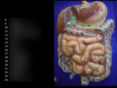 Image result for Digestive Model Tutorial