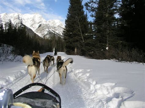 Snowy Owl Sled Dog Tours (Canmore) - All You Need to Know BEFORE You Go