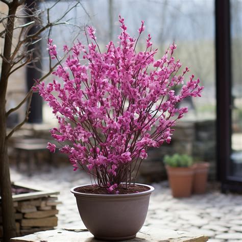 17 Evergreen Trees to Grow in Pots for Indoor and Outdoor Spaces