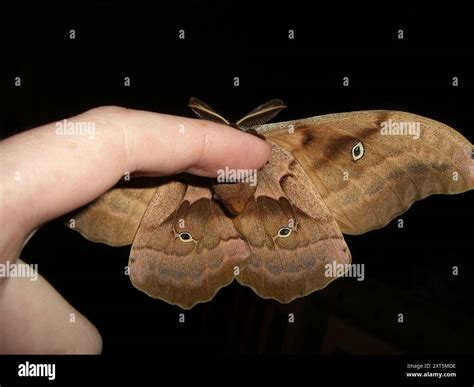 Polyphemus Moth (Antheraea polyphemus) Insecta Stock Photo - Alamy