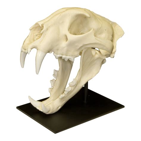 Replica African Leopard Skull For Sale - Skulls Unlimited International ...