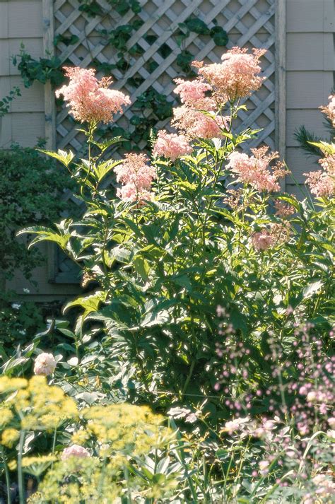 24 Perennial Water-Loving Plants for Damp Areas in Your Garden