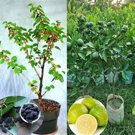 Eroanvia Combo 2 Mulberry Shahtoot All Time Variety Fruit Plant ...